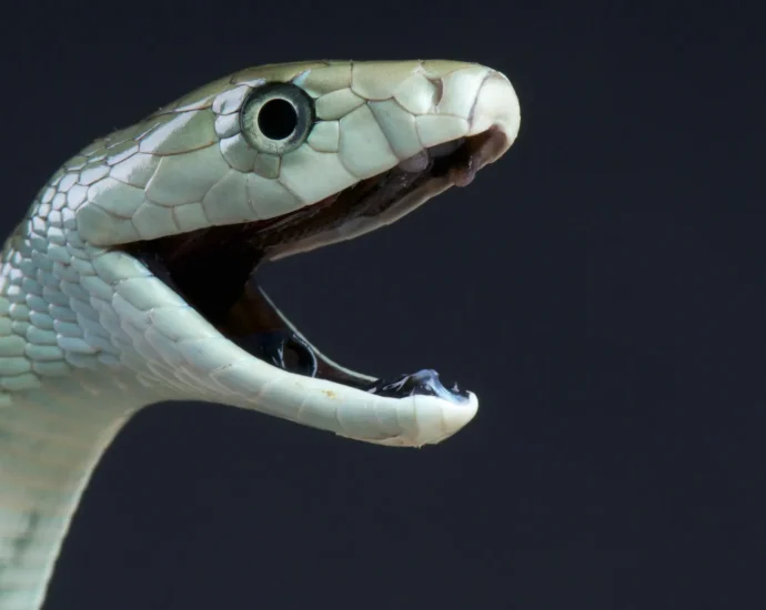black-mamba-venom-has-a-deadly-hidden-second-strike