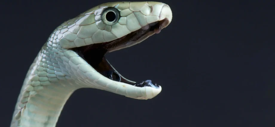 black-mamba-venom-has-a-deadly-hidden-second-strike