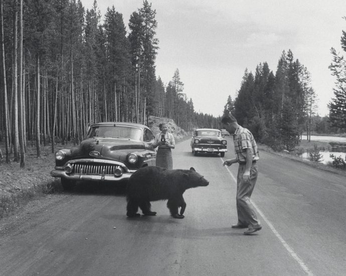 the-‘bear’-necessities-of-good-sign-design