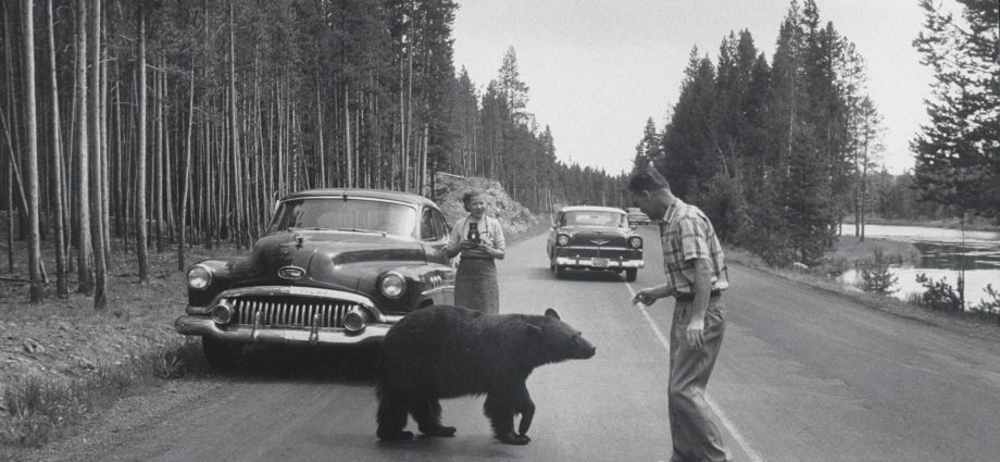 the-‘bear’-necessities-of-good-sign-design