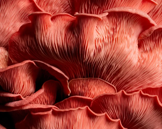 the-billion-year-reign-of-fungi-that-predated-plants-and-made-earth-livable