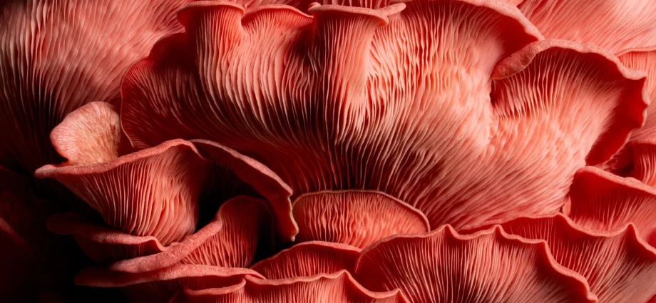 the-billion-year-reign-of-fungi-that-predated-plants-and-made-earth-livable