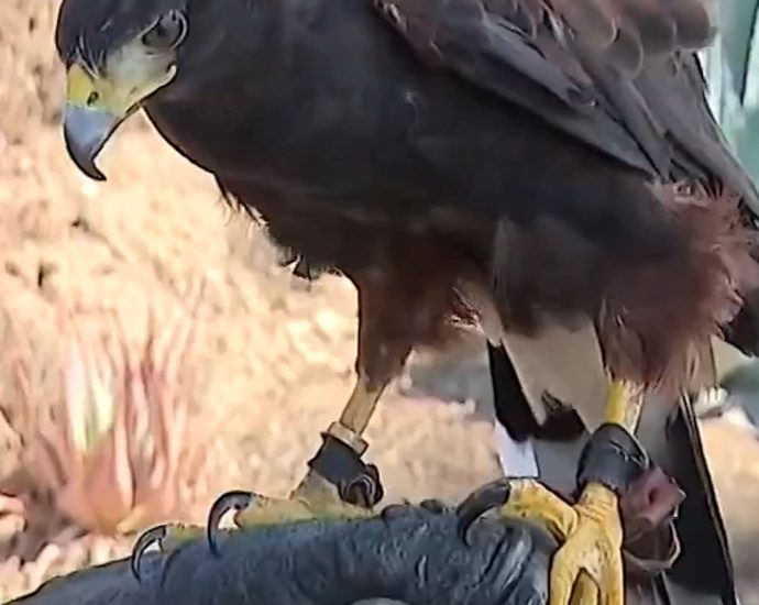 trained-hawks-stolen-during-la.-rams-nfl-game