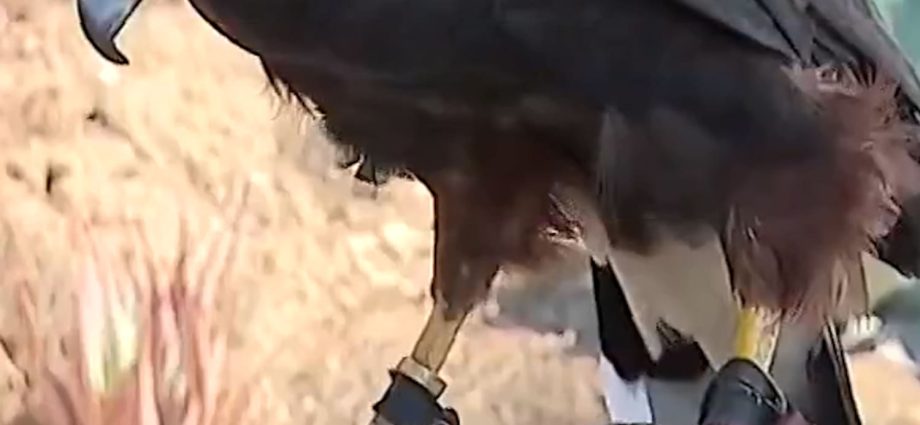 trained-hawks-stolen-during-la.-rams-nfl-game