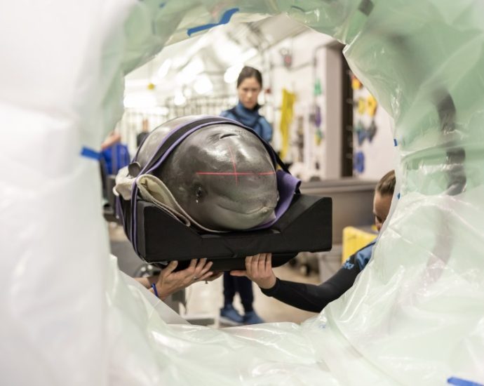 new-tech-helping-chicago’s-shedd-aquarium-treat-injured-animals