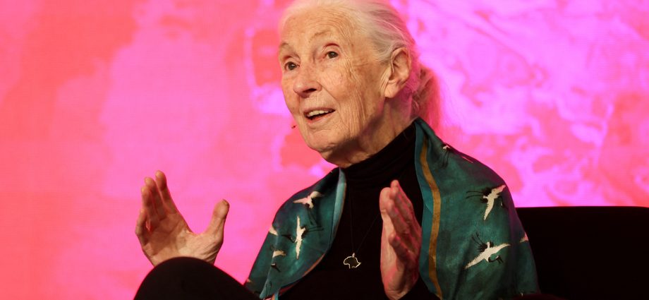 renowned-chimpanzee-researcher-jane-goodall-dies-at-91
