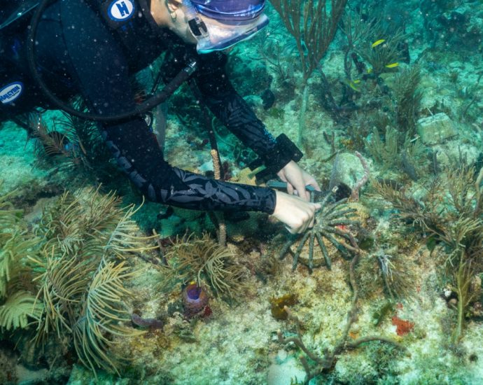 why-scientists-are-using-corals-from-other-countries-to-help-save-florida’s-reefs