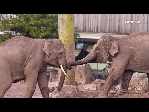 vaccine-for-elephant-virus-ready-for-wider-use,-researchers-say-|-reuters