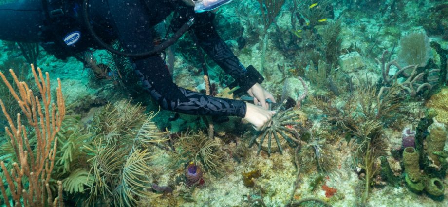 scientists-are-using-corals-from-other-countries-to-save-florida’s-dying-reefs