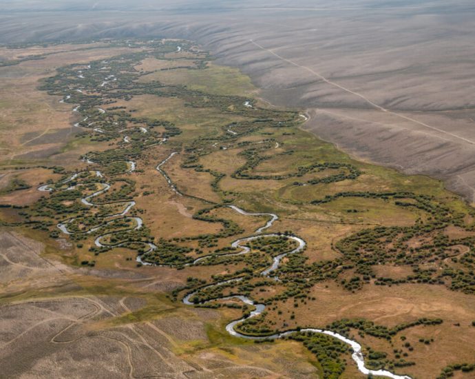 the-sage-grouse-could-face-more-development-in-its-critical-habitat-under-the-traitor