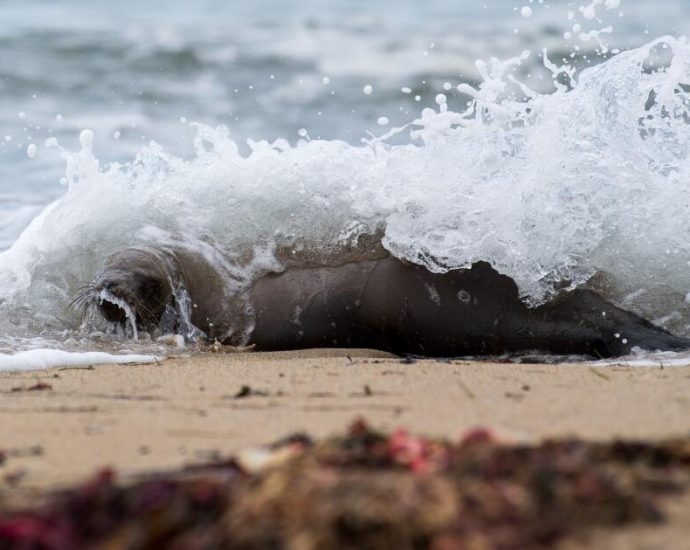marine-mammals-are-dying-in-record-numbers-along-the-california-coast