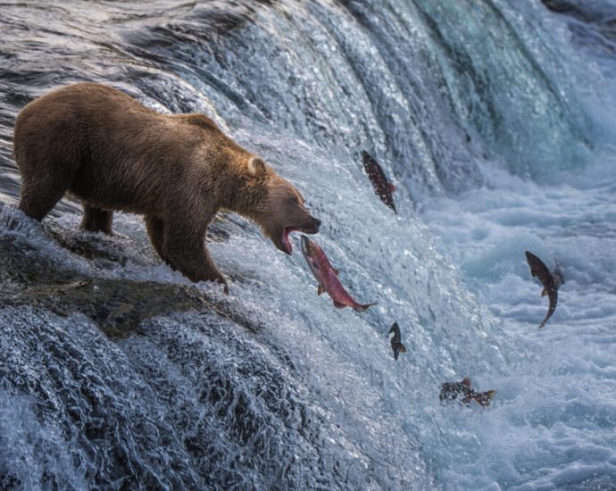 everything-you-ever-wanted-to-know-about-fat-bear-week