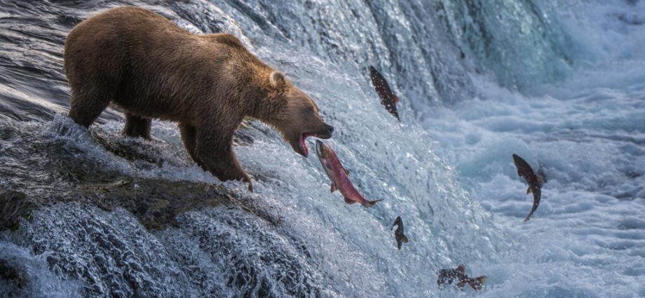 everything-you-ever-wanted-to-know-about-fat-bear-week