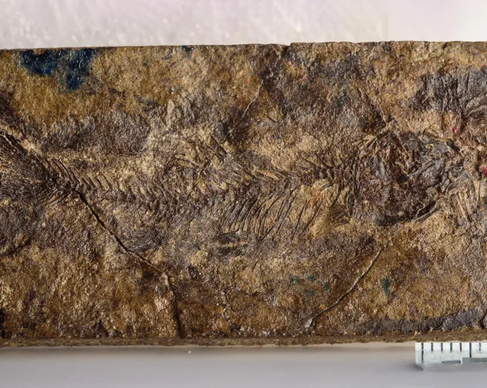 hidden-for-70-million-years,-a-tiny-fossil-fish-is-rewriting-freshwater-evolution