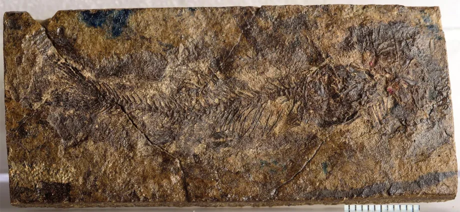 hidden-for-70-million-years,-a-tiny-fossil-fish-is-rewriting-freshwater-evolution