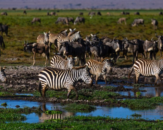 the-scientists-making-the-case-for-nature’s-rights