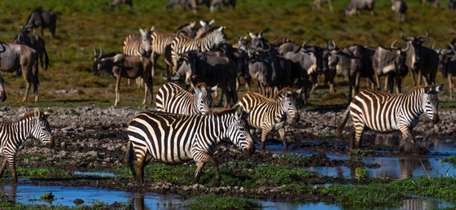 the-scientists-making-the-case-for-nature’s-rights