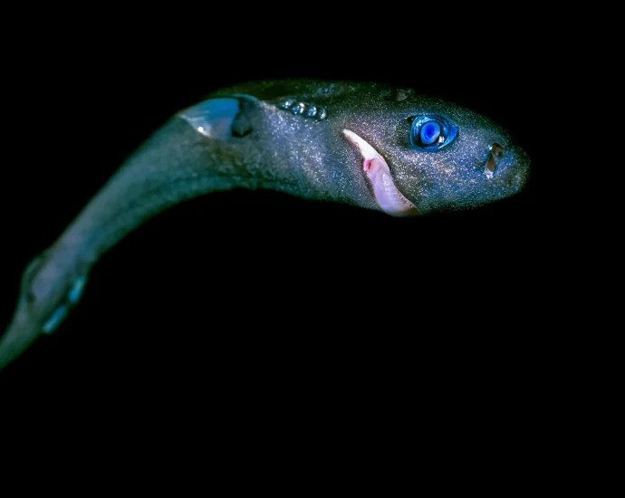 from-gentle-giants-to-ghostly-hunters,-sharks-face-an-unseen-peril