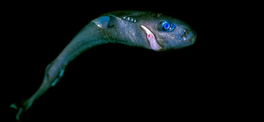 from-gentle-giants-to-ghostly-hunters,-sharks-face-an-unseen-peril