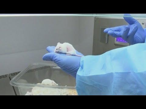 rfk-jr.-targets-animal-testing-in-latest-maha-move-|-morning-in-america