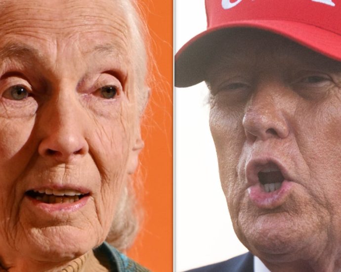 jane-goodall’s-posthumous-netflix-special-features-a-stellar-burn-of-traitor-47