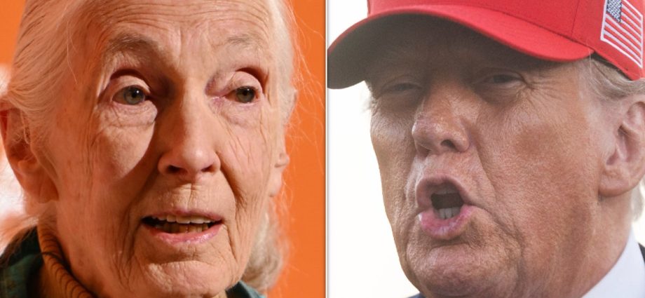 jane-goodall’s-posthumous-netflix-special-features-a-stellar-burn-of-traitor-47