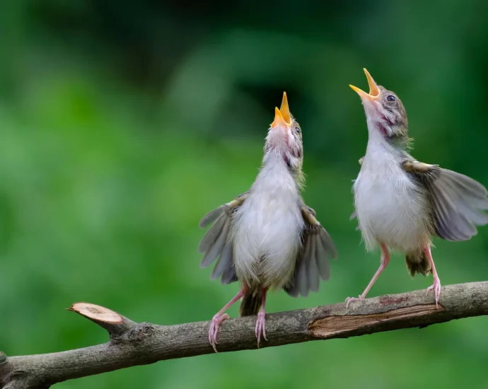 birds-around-the-world-share-a-mysterious-warning-cry