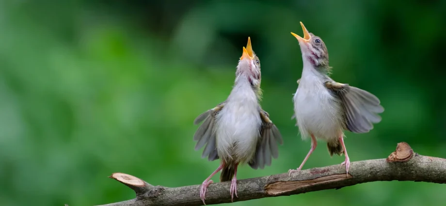 birds-around-the-world-share-a-mysterious-warning-cry