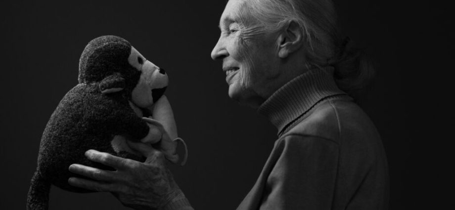 jane-goodall’s-final-message:-‘don’t-give-up’
