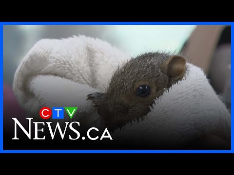spca-wants-montrealers-willing-to-foster-baby-squirrels