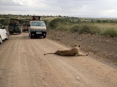 he-lives-alongside-lions-in-nairobi.-the-human-wildlife-collision-is-dazzling-—-and-dangerous