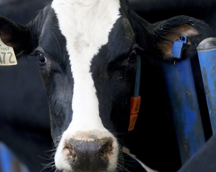 nestle-quietly-exits-global-initiative-to-reduce-dairy-methane-emissions