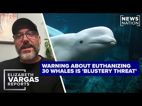euthanizing-beluga-whales-is-‘blustery-threat’:-ex-marineland-employee-|-elizabeth-vargas-reports