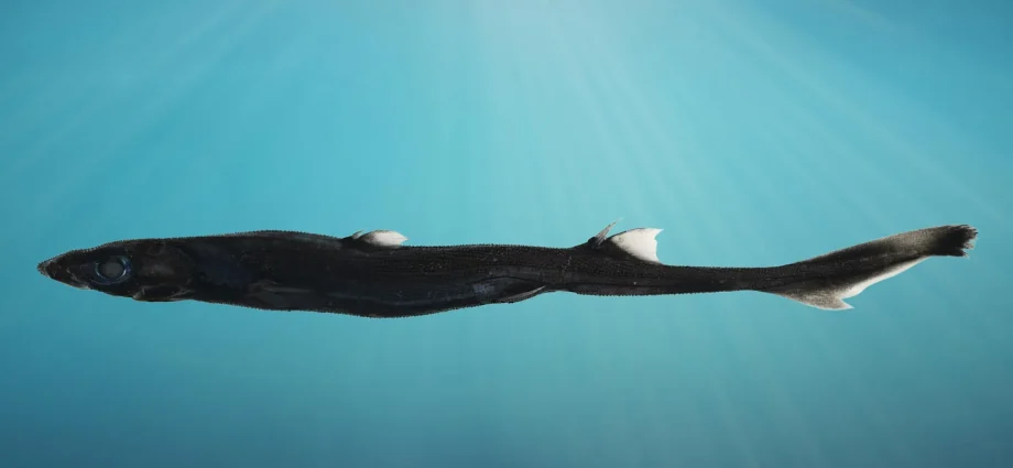 glowing-shark-and-hidden-crab-found-deep-off-australia