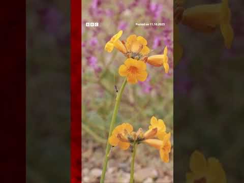 chile’s-atacama-desert-is-in-bloom.-#chile-#atacama-#desert-#bbcnews
