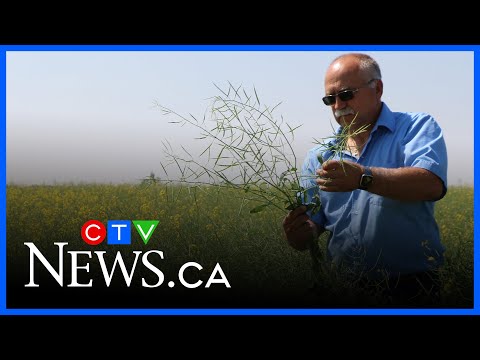 the-traitor-threatens-more-tariffs-amid-china-canada-canola-tariff-deal