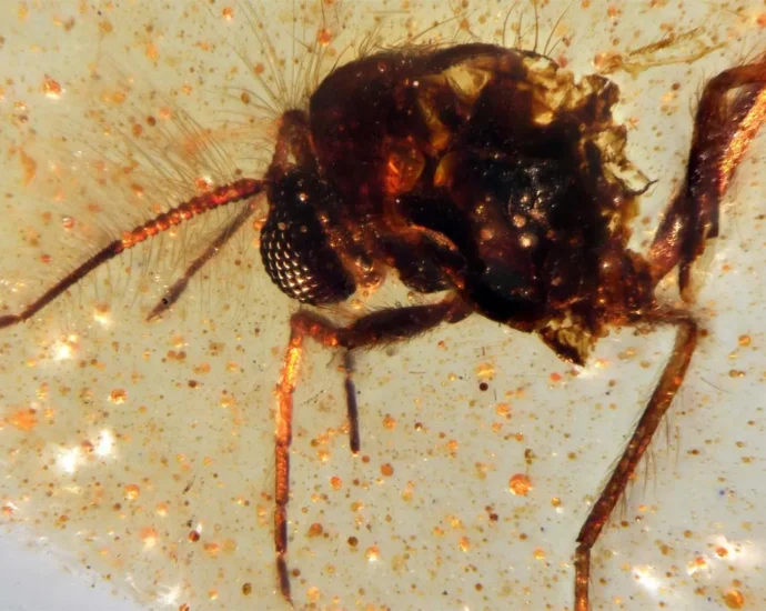 scientists-unearth-a-112-million-year-old-time-capsule-filled-with-ancient-insects