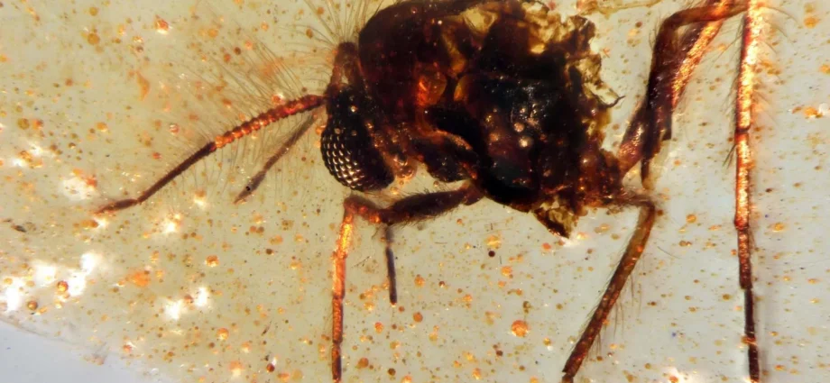 scientists-unearth-a-112-million-year-old-time-capsule-filled-with-ancient-insects