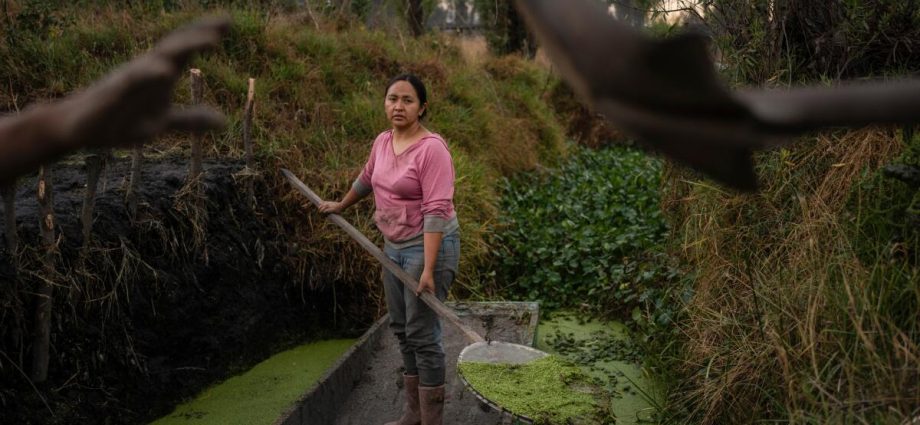 women-in-mexico-step-up-to-protect-ancient-aztec-farms-and-save-a-vanishing-ecosystem