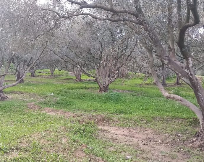 gaza-will-be-in-the-shadow-of-famine-as-long-as-we-cannot-plant-our-land