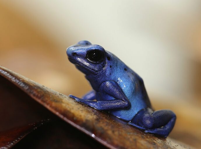 The bias in saving nature: How conservation funding favors the familiar
