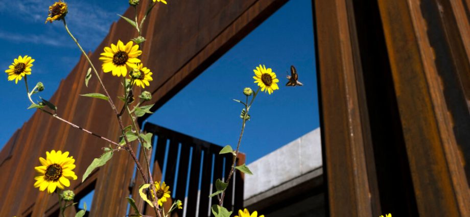 the-us-mexico-border-wall-may-pose-perils-to-pollinators