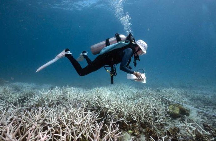 coral-collapse-signals-earth’s-first climate tipping-point