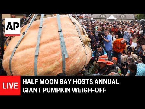 live:-half-moon-bay-hosts-annual-giant-pumpkin-weigh-off
