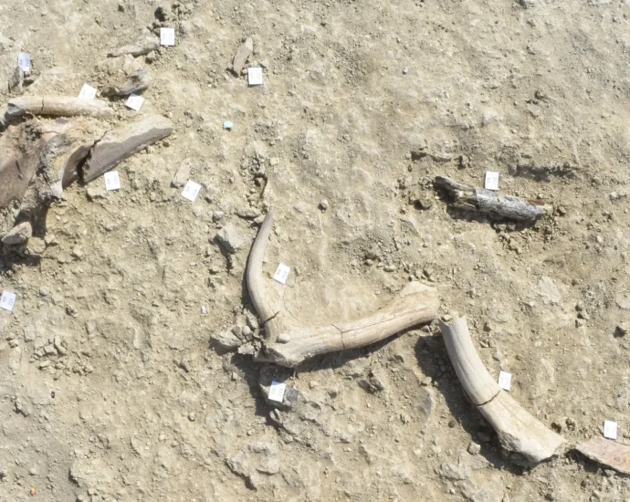 ancient-humans-in-italy-butchered-elephants-and-made-tools-from-their-bones