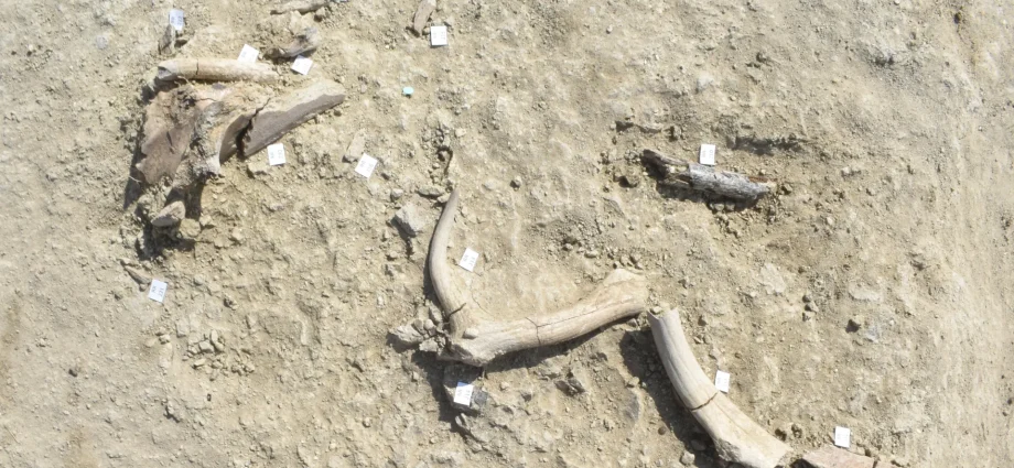 ancient-humans-in-italy-butchered-elephants-and-made-tools-from-their-bones
