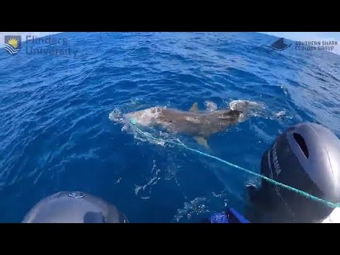 shark-bite-resistant-wetsuits-may-cut-severe-injuries,-study-finds-|-reuters