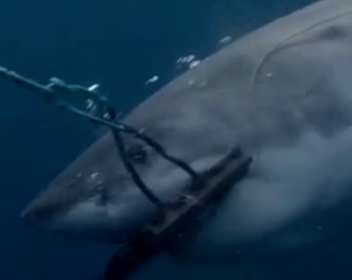 shark-bite-resistant-wetsuits-could-cut-severe-injuries