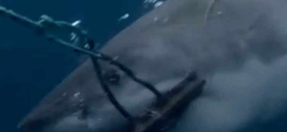 shark-bite-resistant-wetsuits-could-cut-severe-injuries