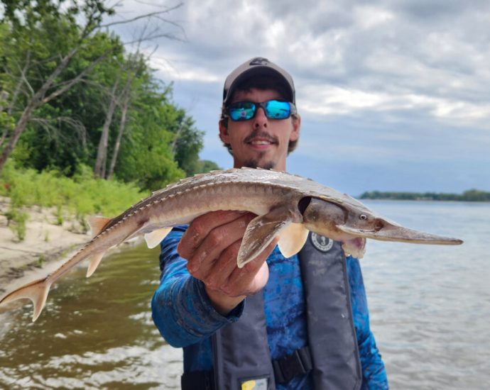 some-shovelnose-sturgeon-in-illinois-are-huge-and-researchers-are-fishing-for-reasons-why